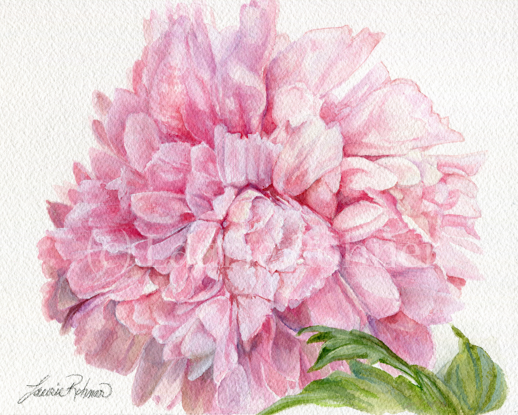 Pink Peony Floral Watercolor Original Painting